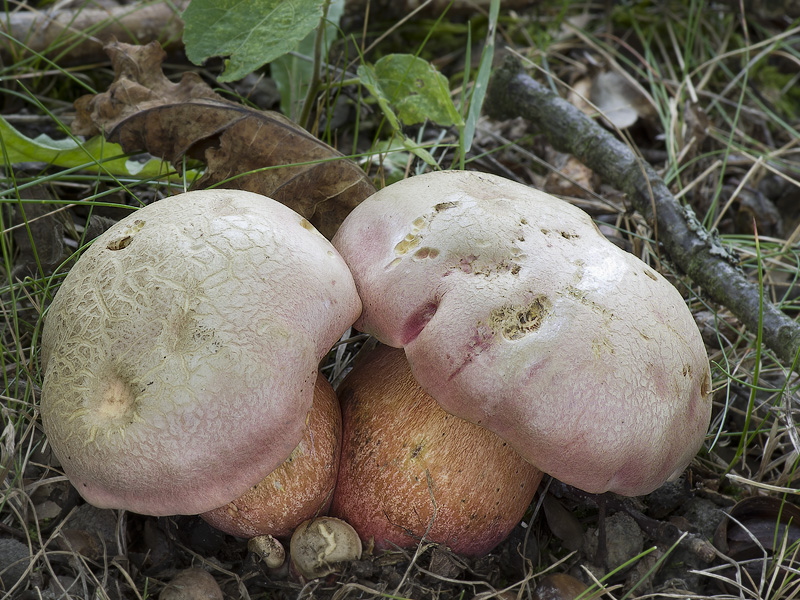 Boletus legaliae